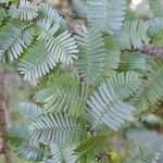 Porlieria microphylla List