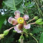 Prestonia portobellensis Floare