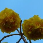 Cochlospermum vitifolium Flor