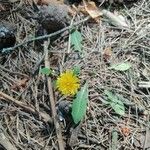 Taraxacum palustre 花