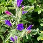 Echium vulgare花