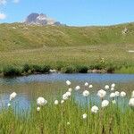 Eriophorum scheuchzeri പുഷ്പം