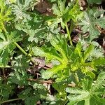 Malope trifida Leaf