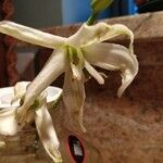 Yucca glauca Flower