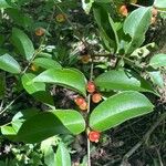 Myrciaria floribunda Fruit