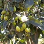 Terminalia chebula Fruit