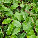 Gaultheria shallon Leaf