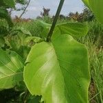 Nauclea latifolia Folio