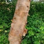 Betula ermanii Corteccia