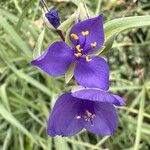 Tradescantia ohiensis Fleur