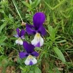 Viola lutea Blüte