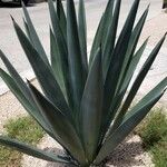Agave fourcroydes Hoja