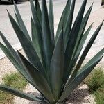 Agave fourcroydes Листок