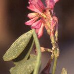 Hedysarum carnosum Květ