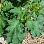 Datura stramoniumLevél