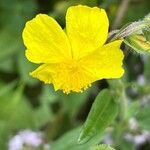 Helianthemum nummulariumफूल