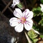 Erodium foetidum Flower
