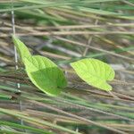 Ipomoea biflora Yaprak