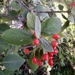 Viburnum lantana Plod