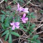 Cardamine bulbiferaFlor