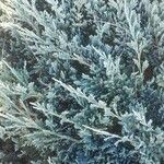 Juniperus horizontalis आदत