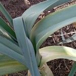 Allium ampeloprasum Leaf