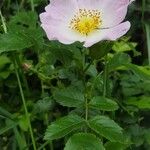 Rosa squarrosa Flower
