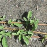 Ipomoea imperati Leaf