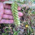 Flemingia strobilifera Blatt