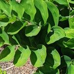 Polygonatum latifolium Deilen