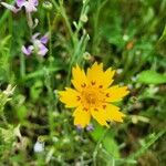 Coreopsis nuecensis Flor