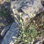 Helichrysum stoechas Кветка