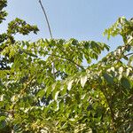 Oroxylum indicum Leaf