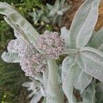 Asclepias eriocarpa Flower