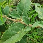 Solanum tettense Fulla