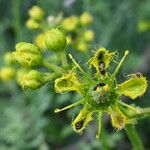 Ruta chalepensis Blüte