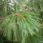 Pinus wallichiana Blatt