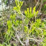 Erica reunionensis List