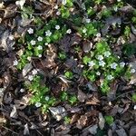 Oxalis acetosella Habitus