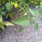 Solanum lycopersicum ഇല