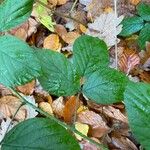 Rubus nigricans Leaf