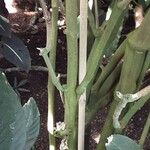 Sanchezia oblonga Bark