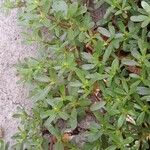 Portulaca oleracea Агульны выгляд