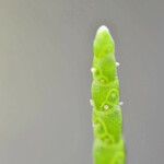 Salicornia obscura Flower