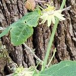 Passiflora lutea Λουλούδι