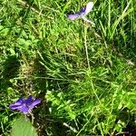 Viola cornuta Habit