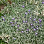 Nototriche phyllanthos 形態