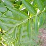 Sambucus australis Folio