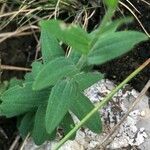 Linum viscosum Foglia