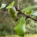 Pittosporum tenuifolium Leaf